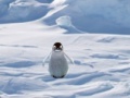 Игра Cannibal Penguin