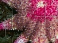 Игра Staefish Jigsaw