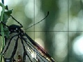 Игра Black butterfly slide puzzle