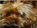Игра Dogs Jigsaw