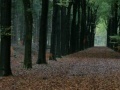 Игра Hidden Deer