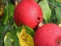 Игра Apples Time Hidden Stars