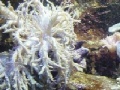 Игра Underwater