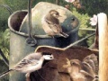 Игра Painting Birds Hidden Numbers
