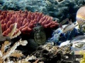 Игра Secrets of the deep