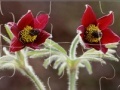 Игра Flowers 13
