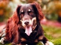 Игра Beautiful Unfettered Dogs: Puzzle