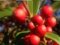 Игра Puzzle: Berries